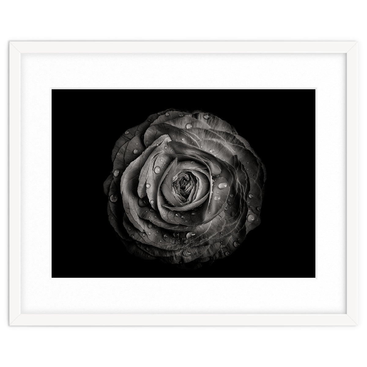 Backyard Flowers In Black And White 72