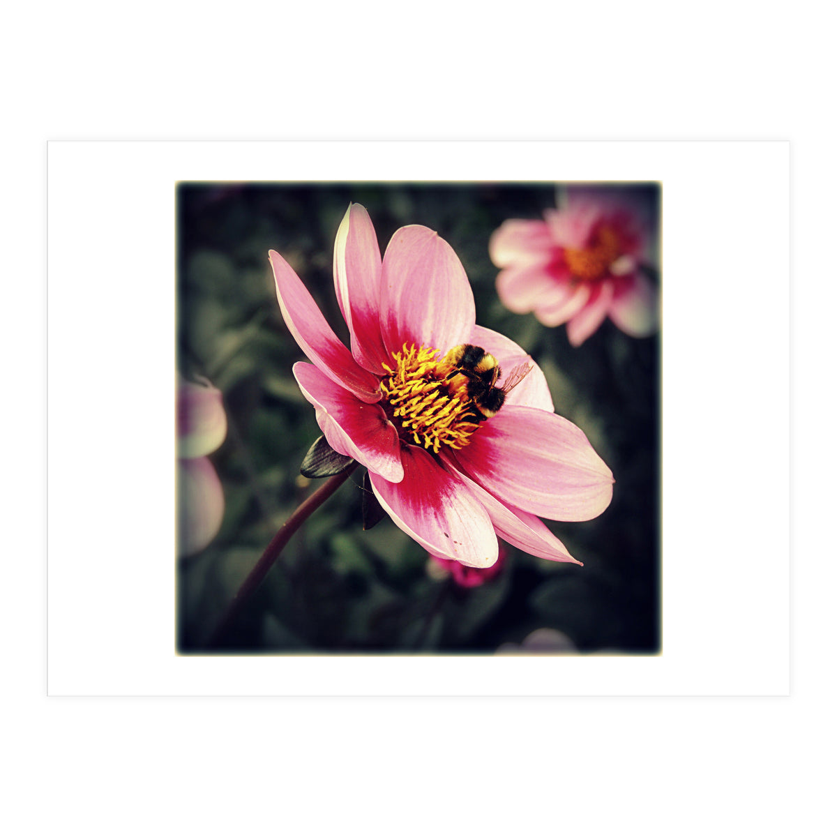 Wind Flower (Print Only)