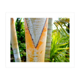 Palm V (Print Only) thumbnail