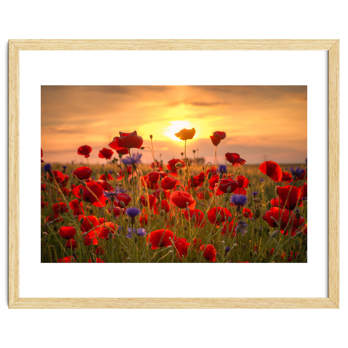 Poppies Sunset