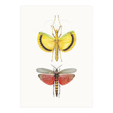 Cc Insects 08 (Print Only) thumbnail