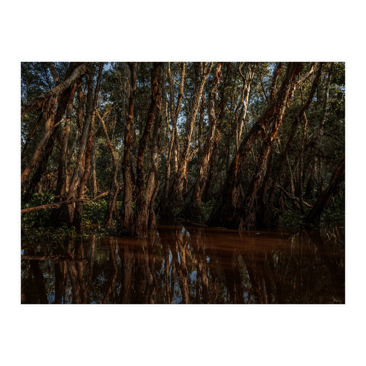 Roots Bloody Roots (Print Only)