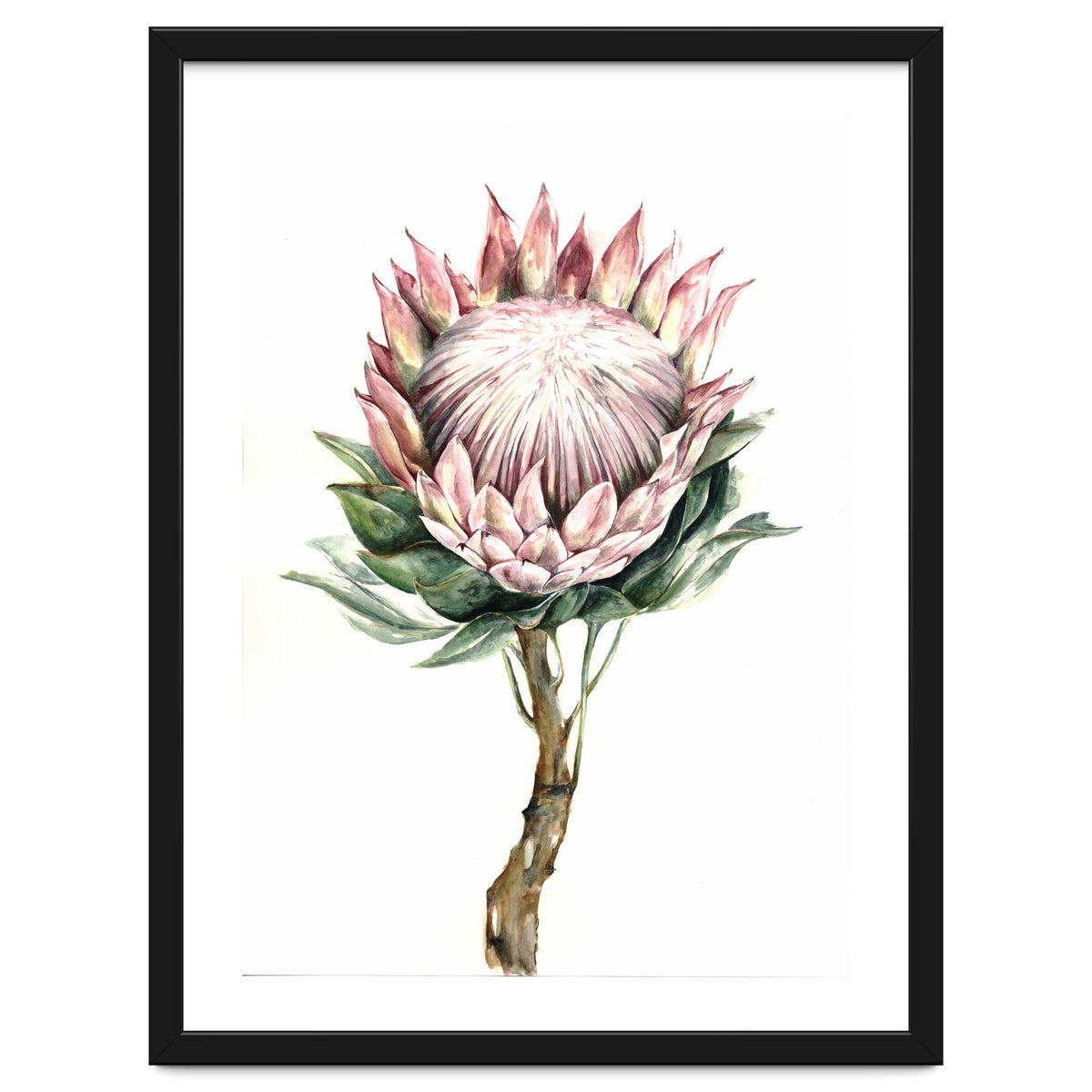 Protea