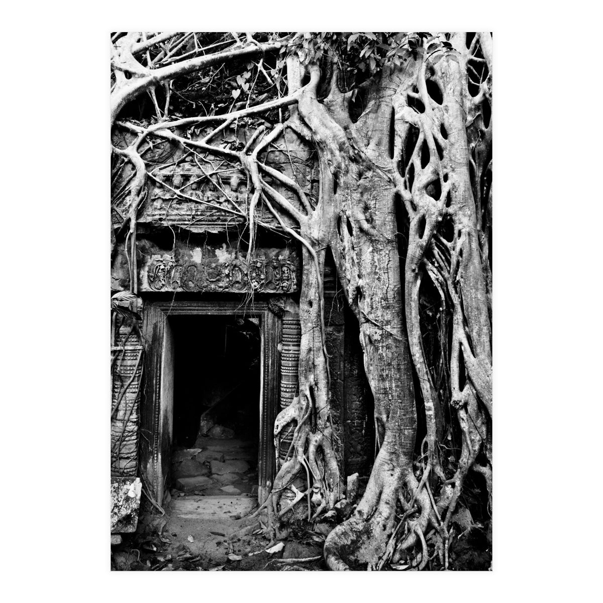 Ta Prohm Temple, Cambodia (Print Only)
