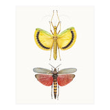Cc Insects 08 (Print Only) thumbnail