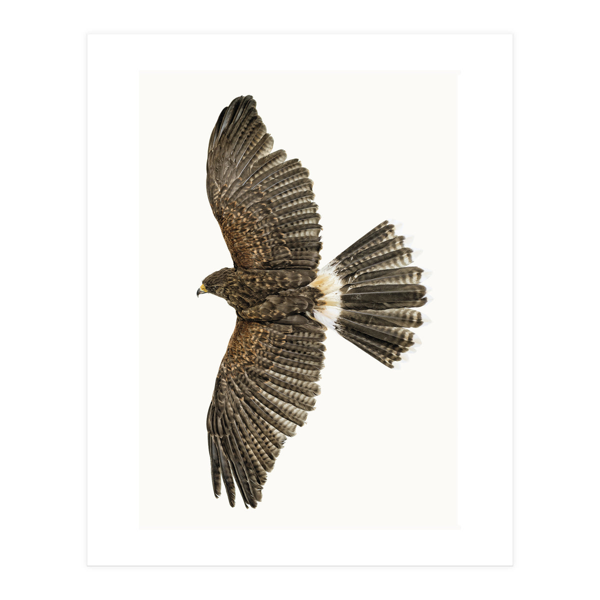 Cc Birds 09 (Print Only)