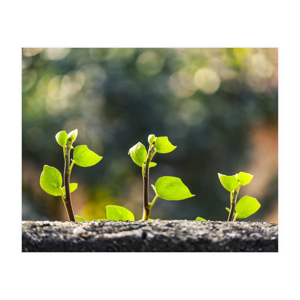 Plant in Nature (Print Only)