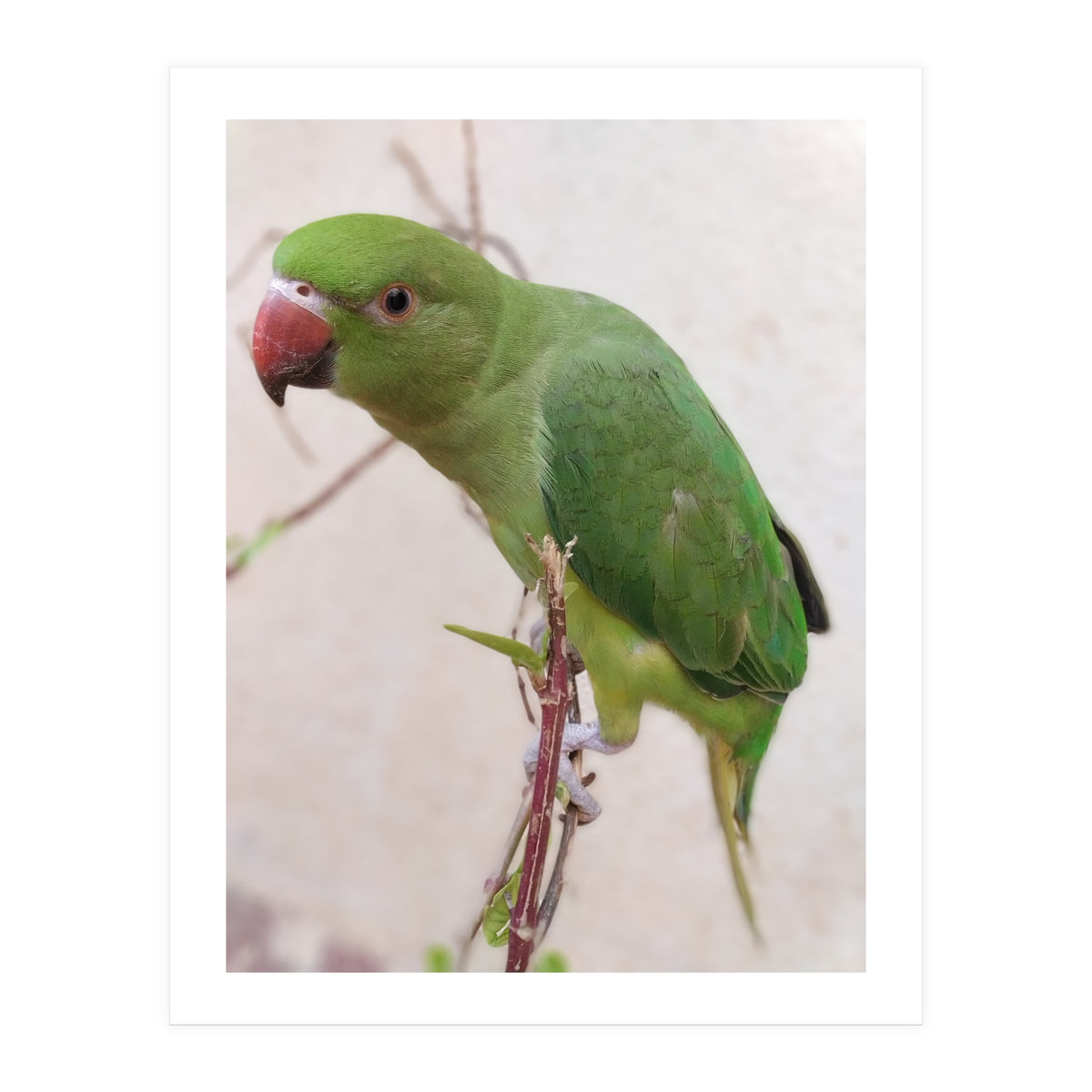 Lovely Indian Cute Parrot (Print Only)