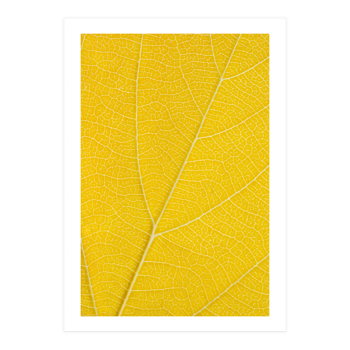 Autumn Leaf (Print Only)