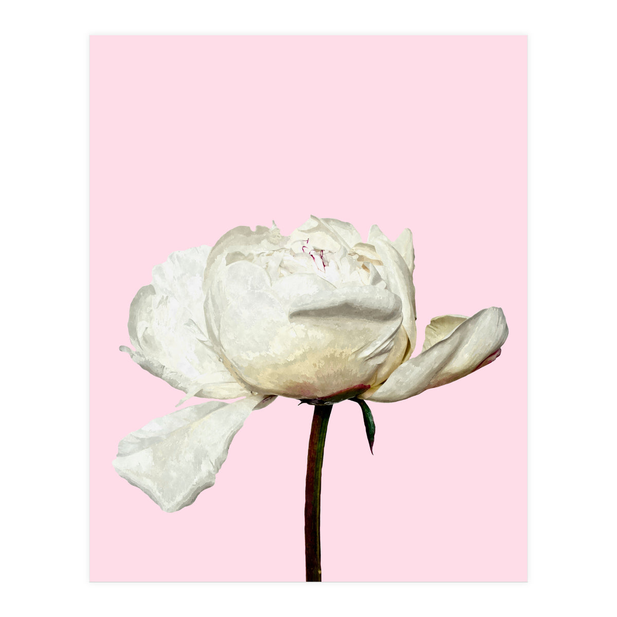White Peony Pink Background (Print Only)