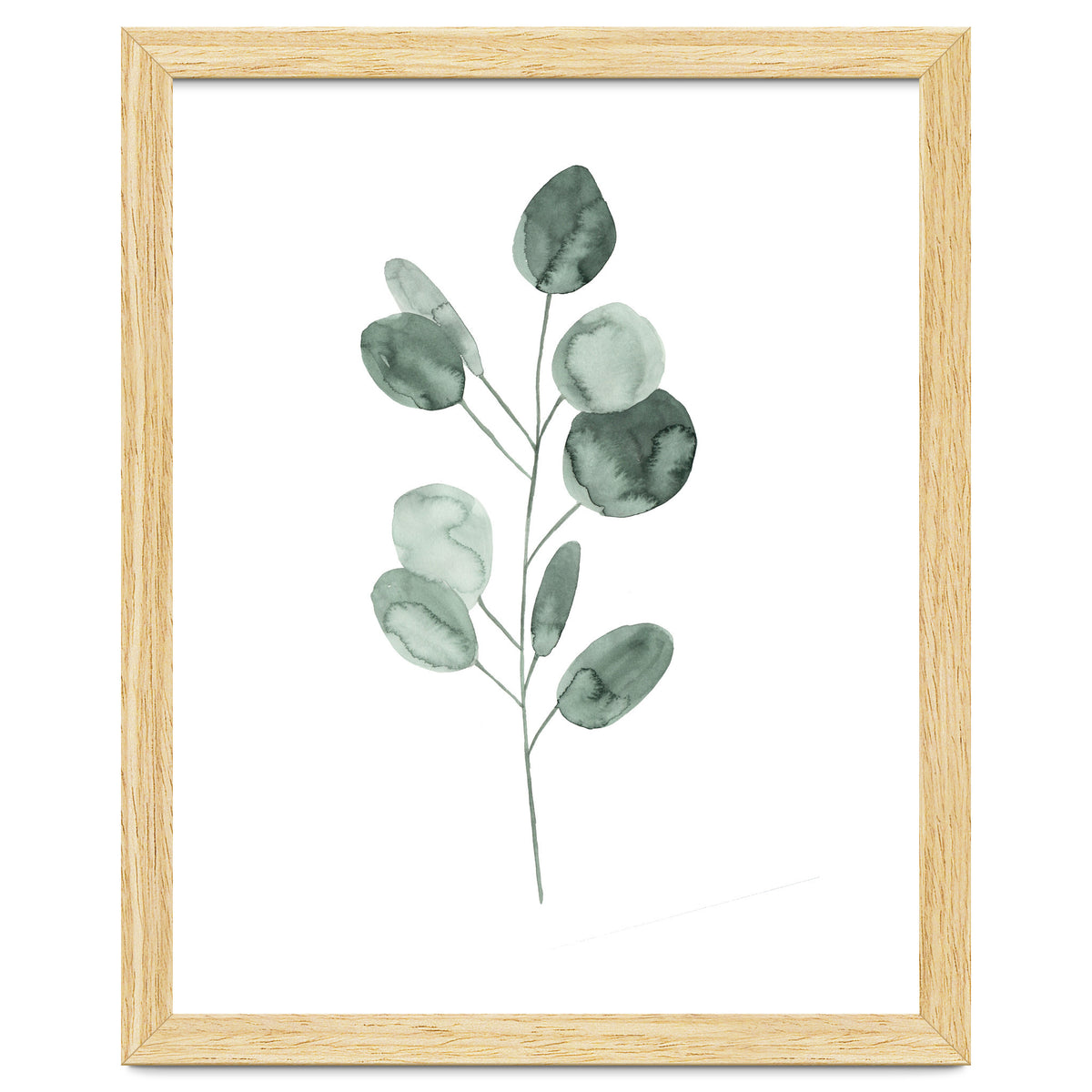 Botanical Illustration Eukalyptus2