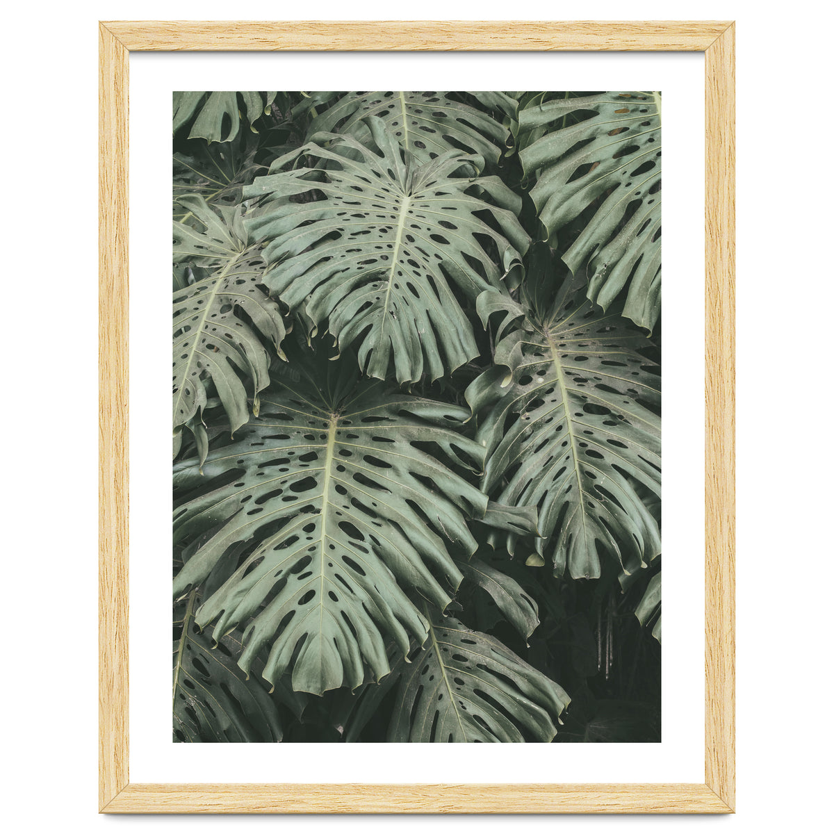 MONSTERA LEAVES