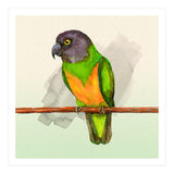 Senegal parrot watercolor (Print Only) thumbnail