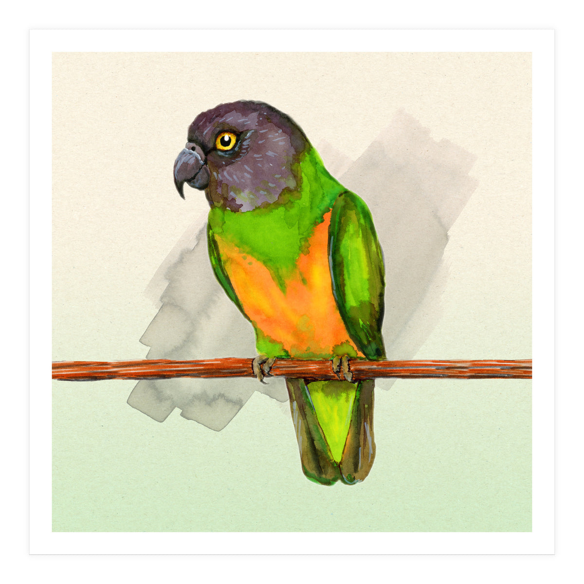 Senegal parrot watercolor (Print Only)