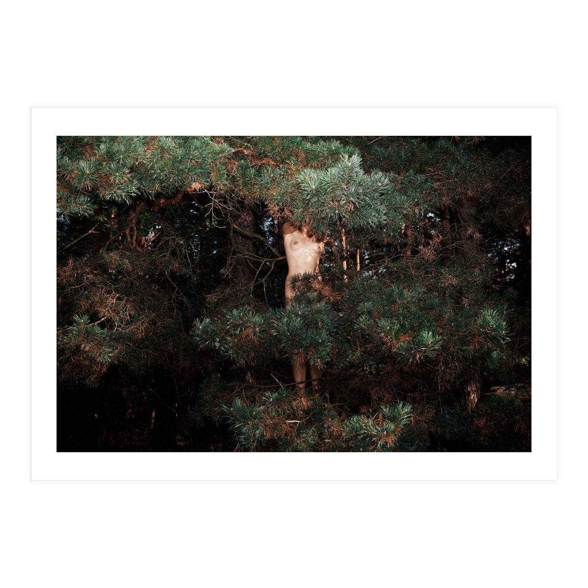 The Eyes of the Forest (Print Only)