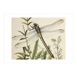 Dragonfly Vintage Illustration (Print Only) thumbnail