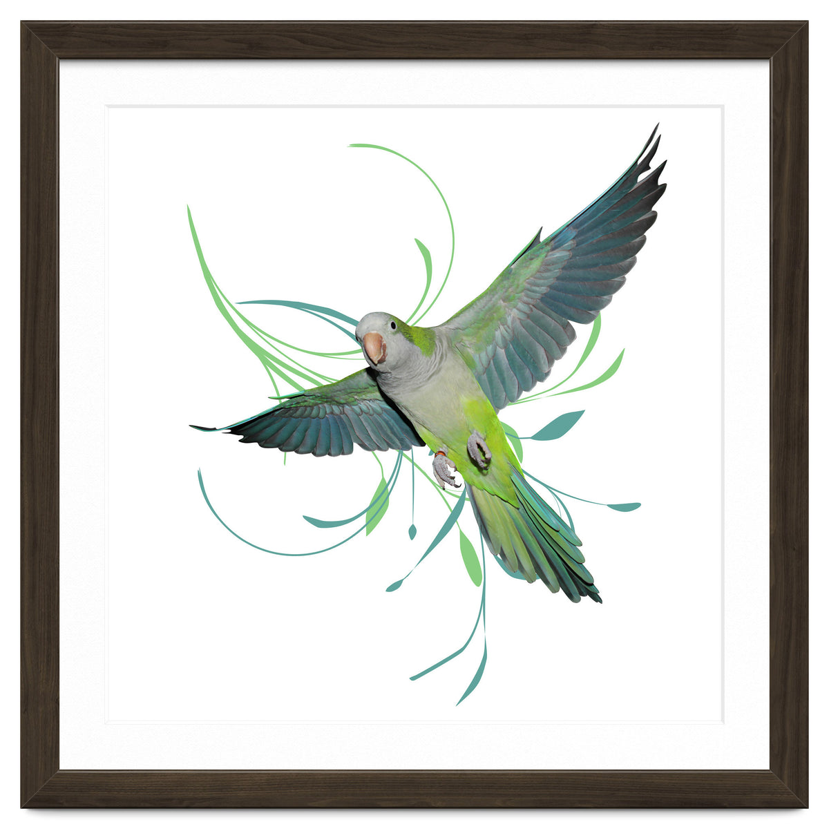 Flying quaker parrot