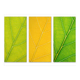 Autumn Leaves (Print Only) thumbnail