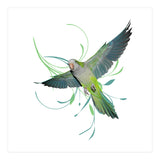 Flying quaker parrot (Print Only) thumbnail