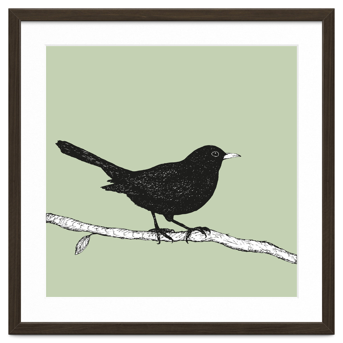 Blackbird pen drawing