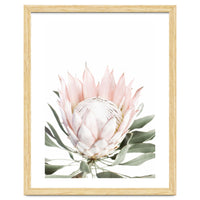 Blush Protea Flower