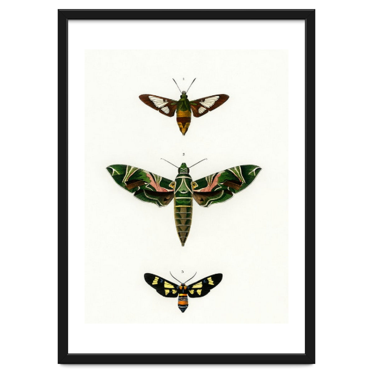 Different types of moths illustrated