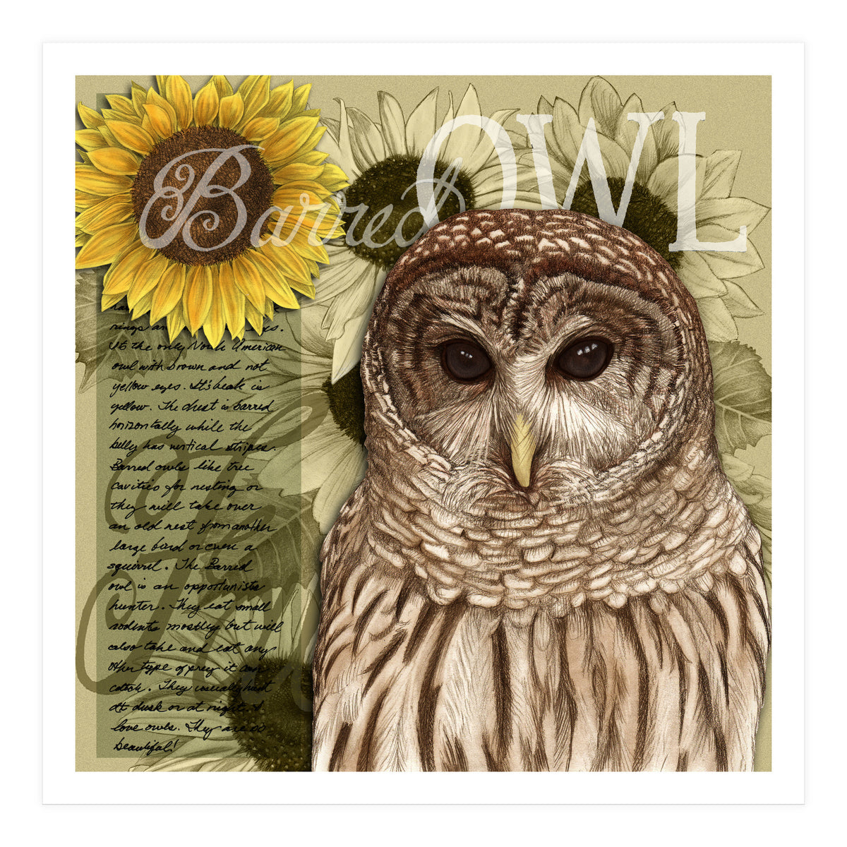 Sunflowers and Barred Owl (Print Only)