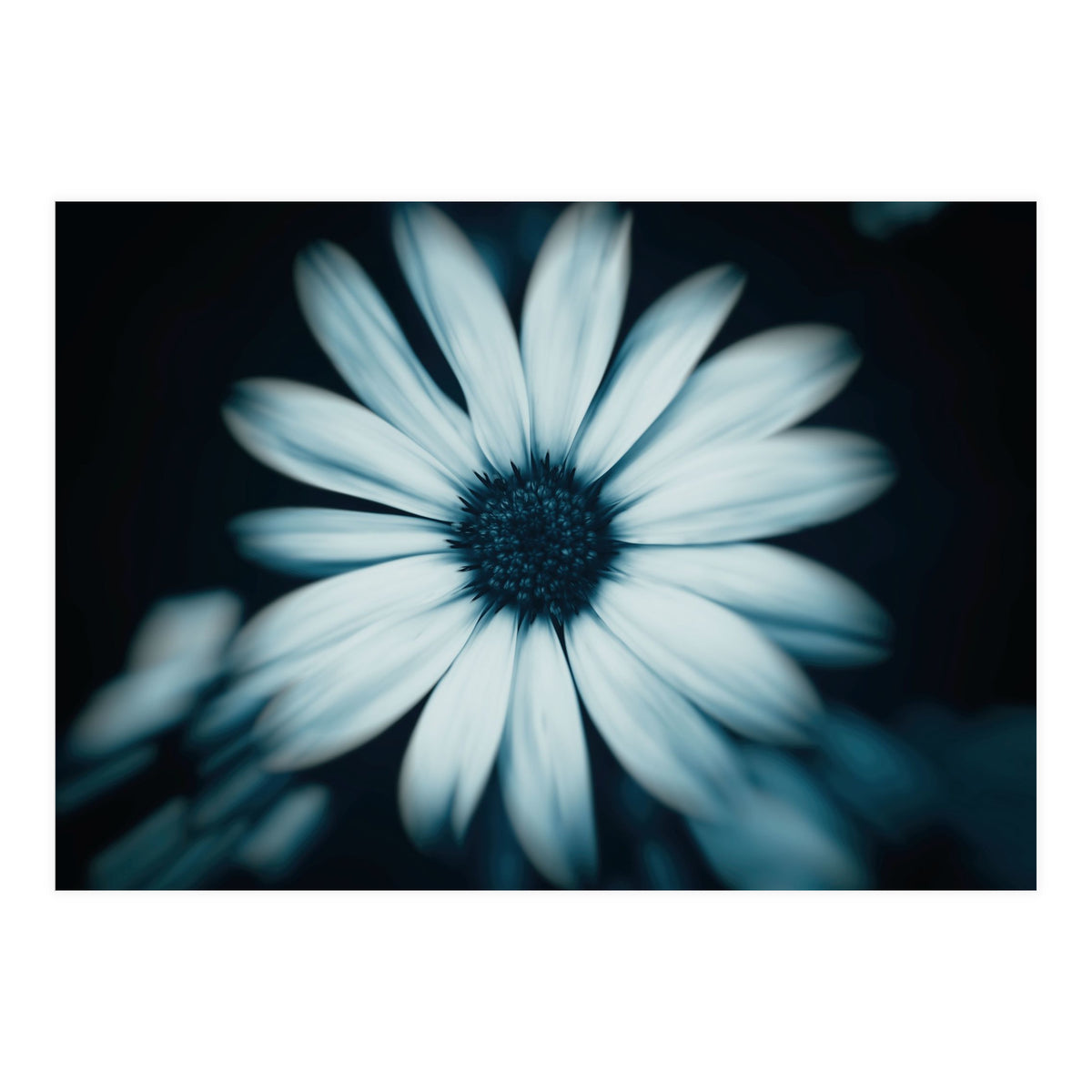 Bellis Perennis (Print Only)