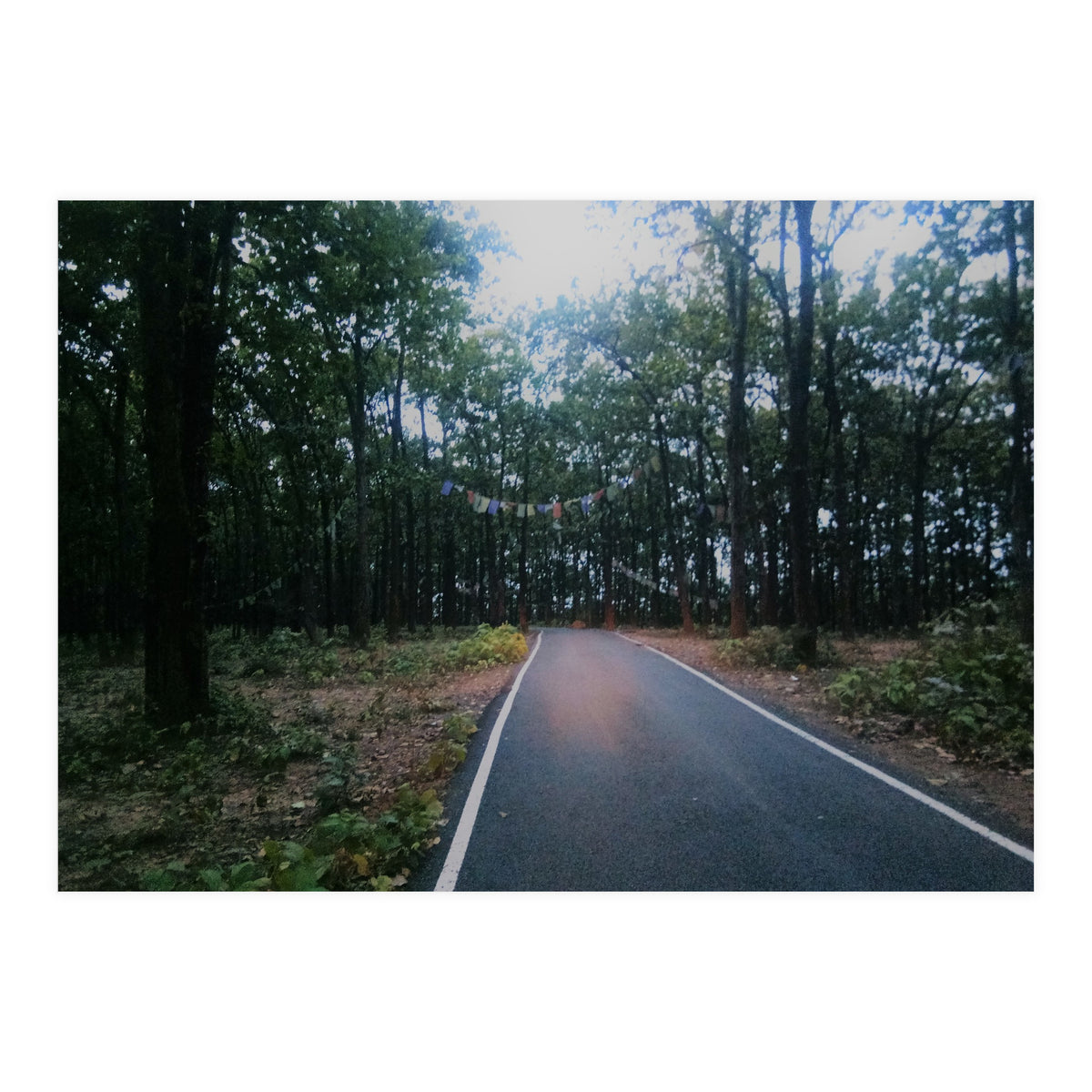 In To The Wild (Print Only)