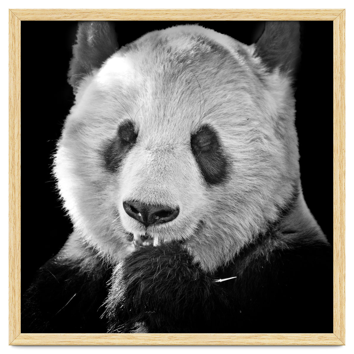 Great Panda