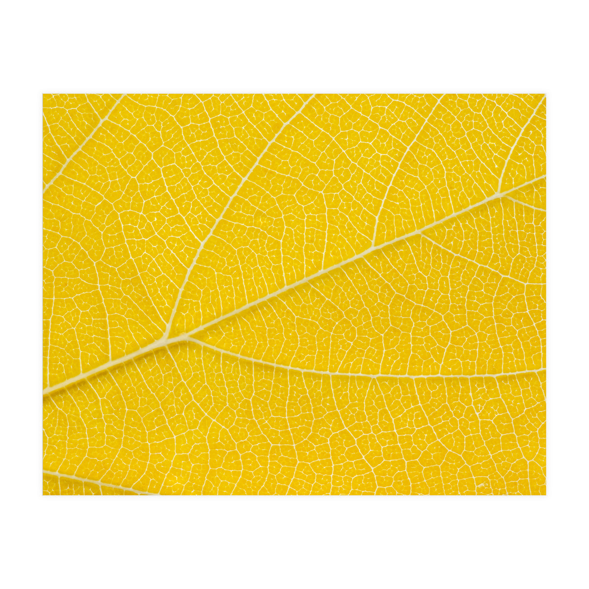 Autumn Leaf (Print Only)