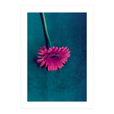 Gerbera for love (Print Only) thumbnail