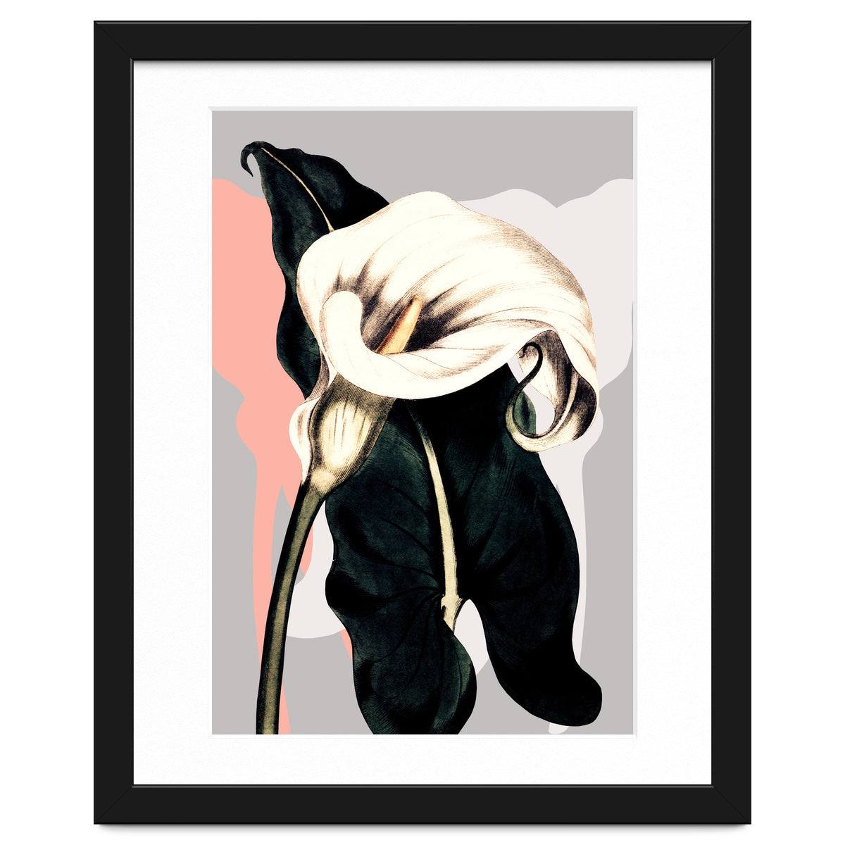 Calla lily flower