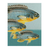 Fish Classic Designs 12 (Print Only) thumbnail