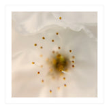 Milk Blossom (Print Only) thumbnail