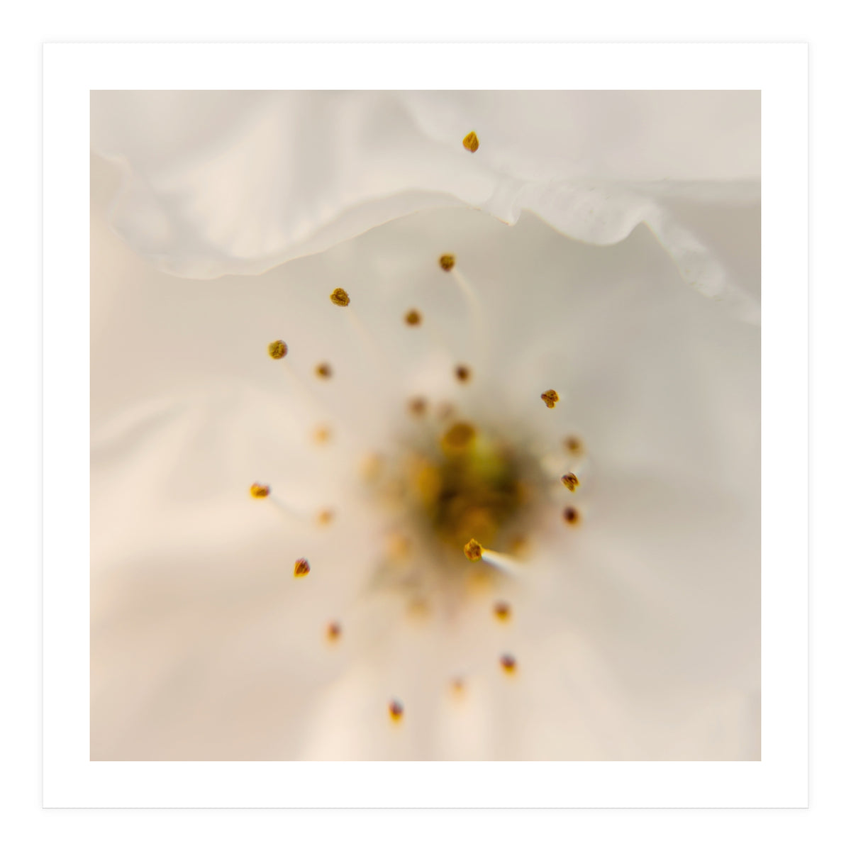 Milk Blossom (Print Only)