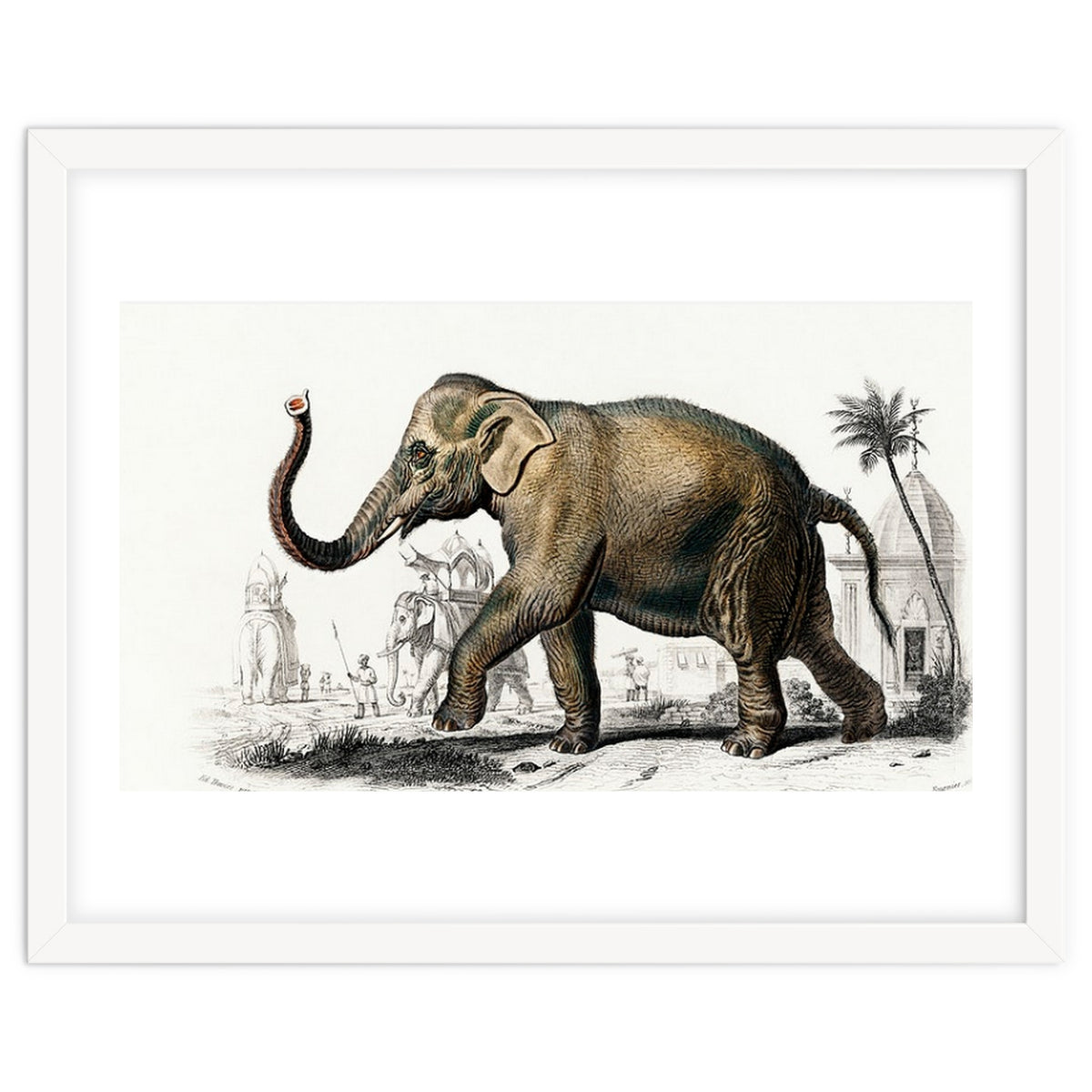 Asiatic elephant indicus illustrated