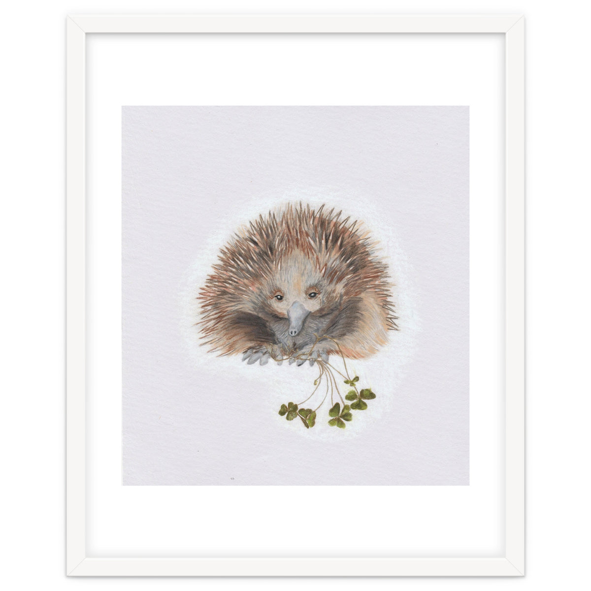 Echidna - Australian Animal Series