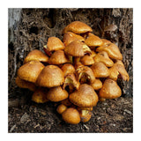 Tree Fungi  (Print Only) thumbnail
