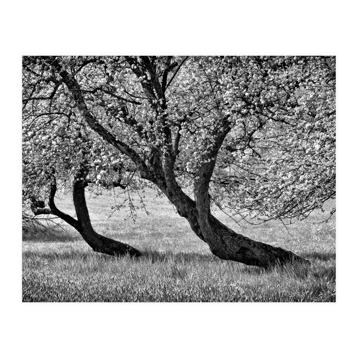 Bend over (Print Only)