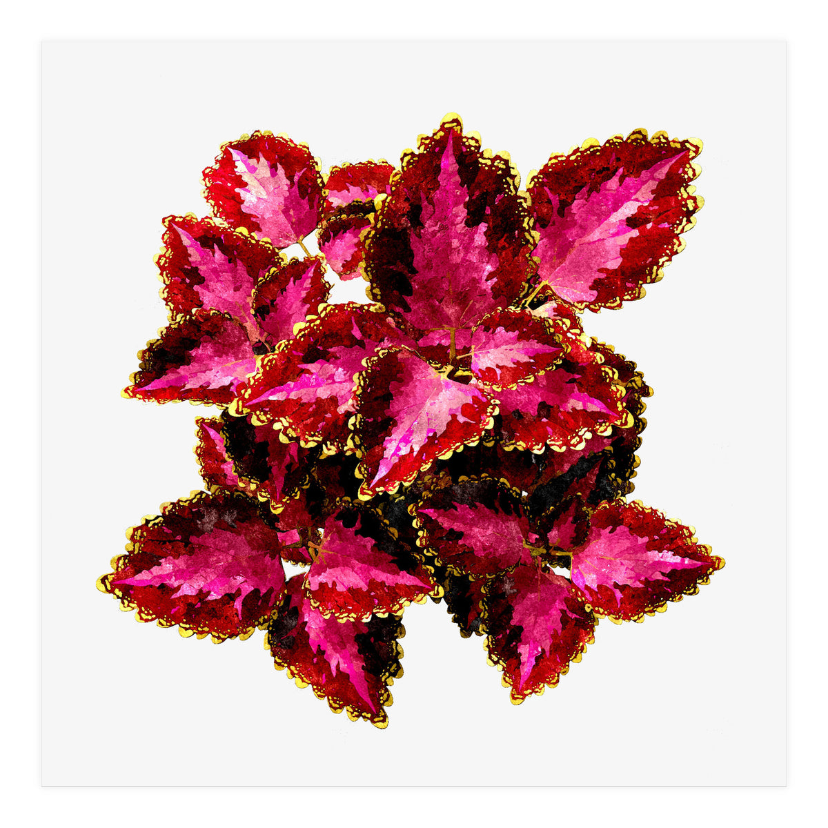 Indian Coleus (Print Only)