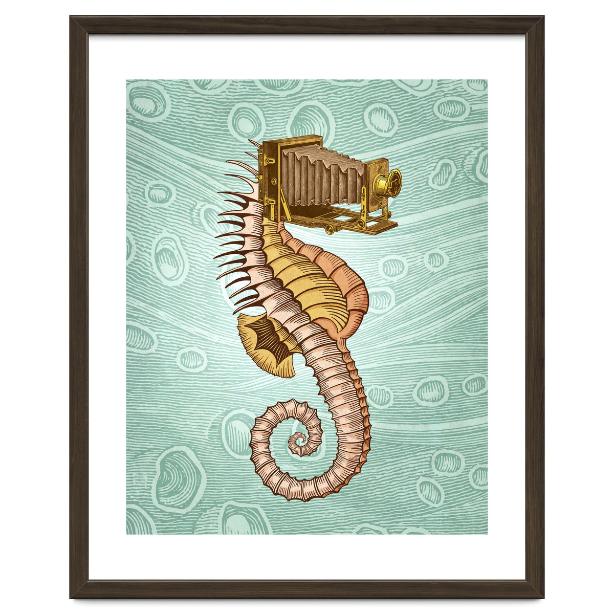 Hippocampus Camerarum