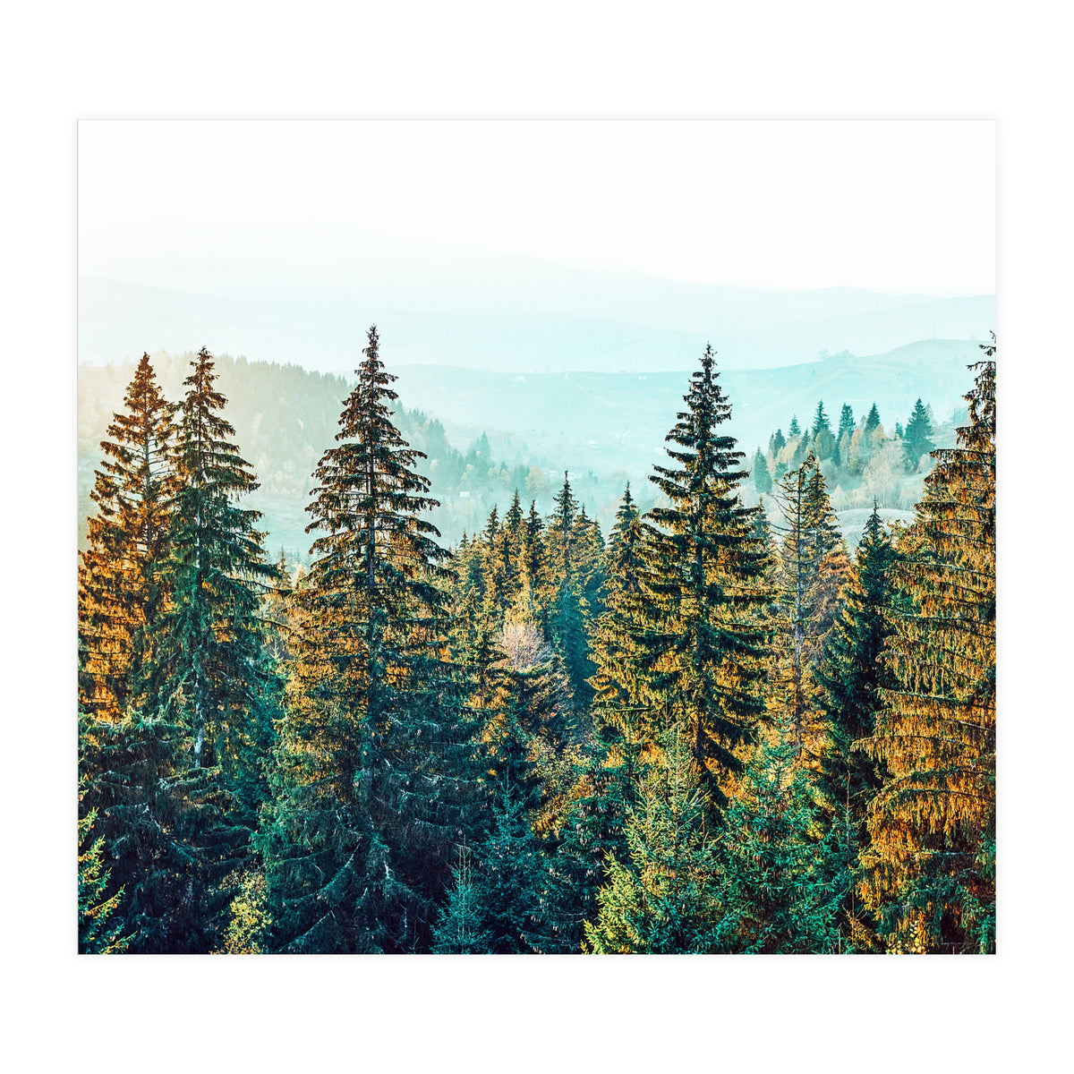 Pine Beauty (Print Only)