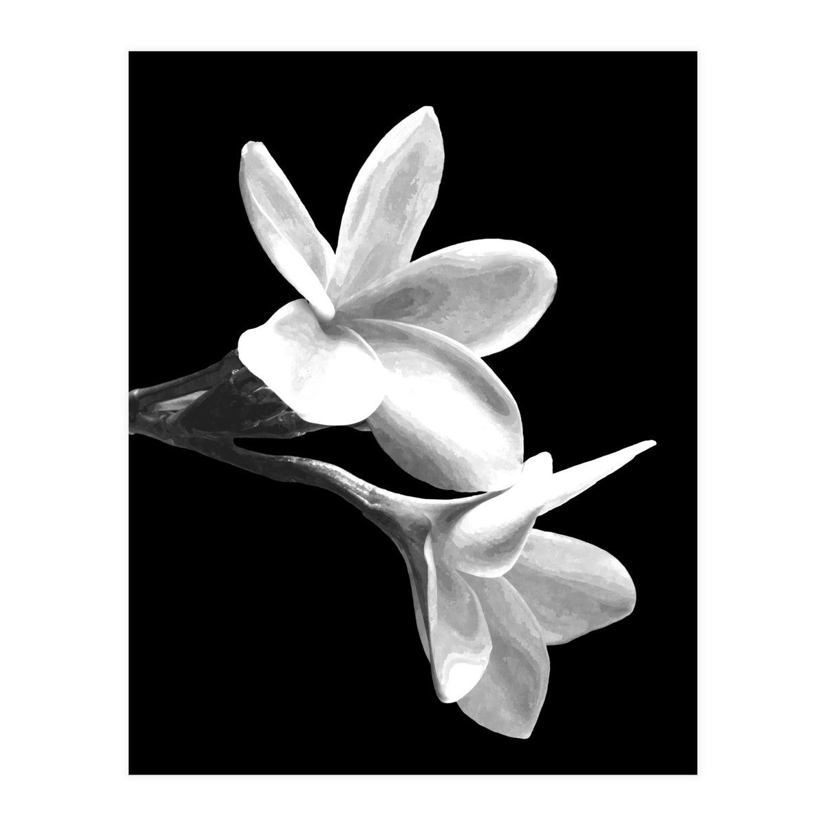 Black and White Flowers  (Print Only)