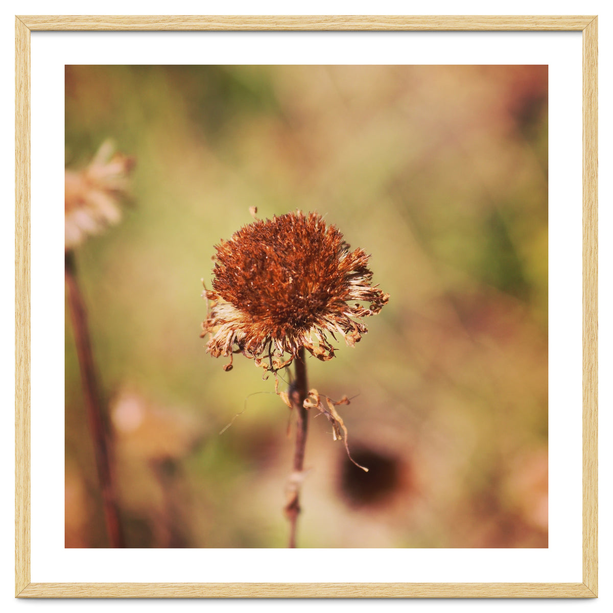 dried daisy
