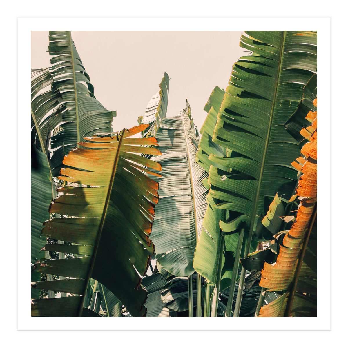 Shades Of Summer (Print Only)