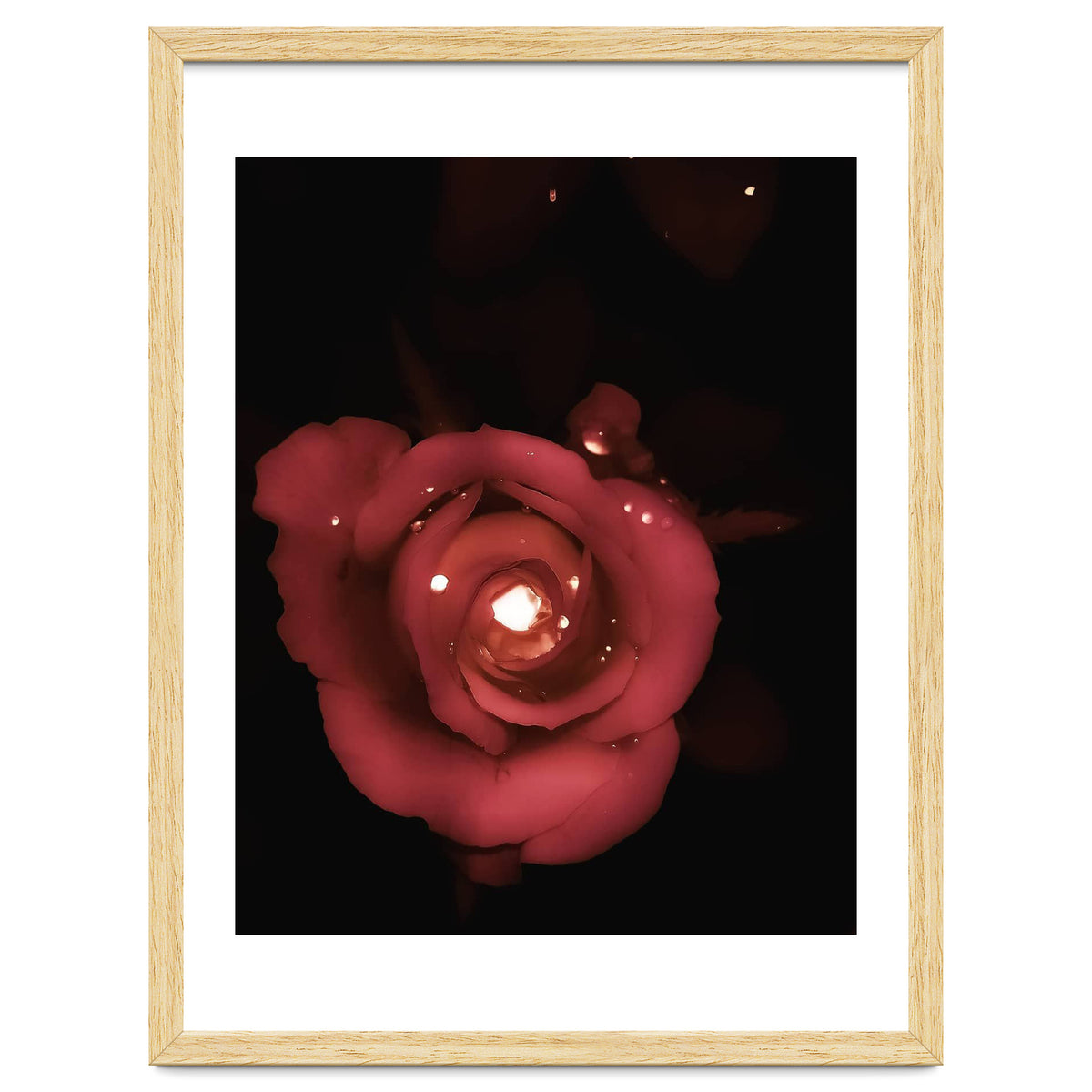Lighting Rose