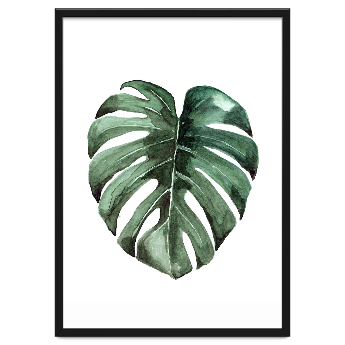 Botanical Illustration Monstera Deliciosa