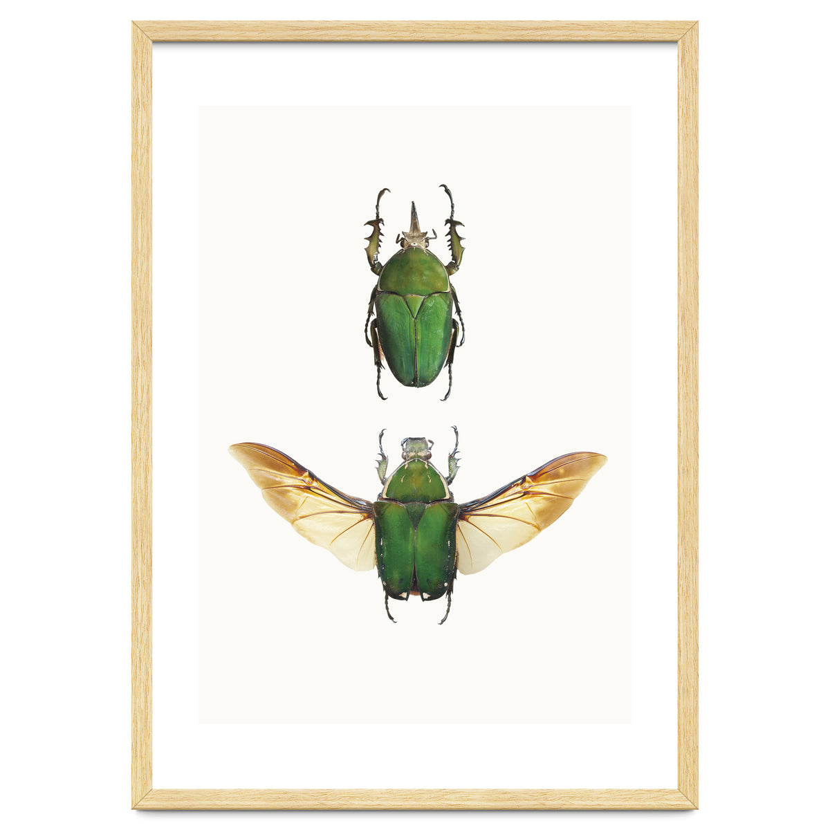 Cc Insects 02
