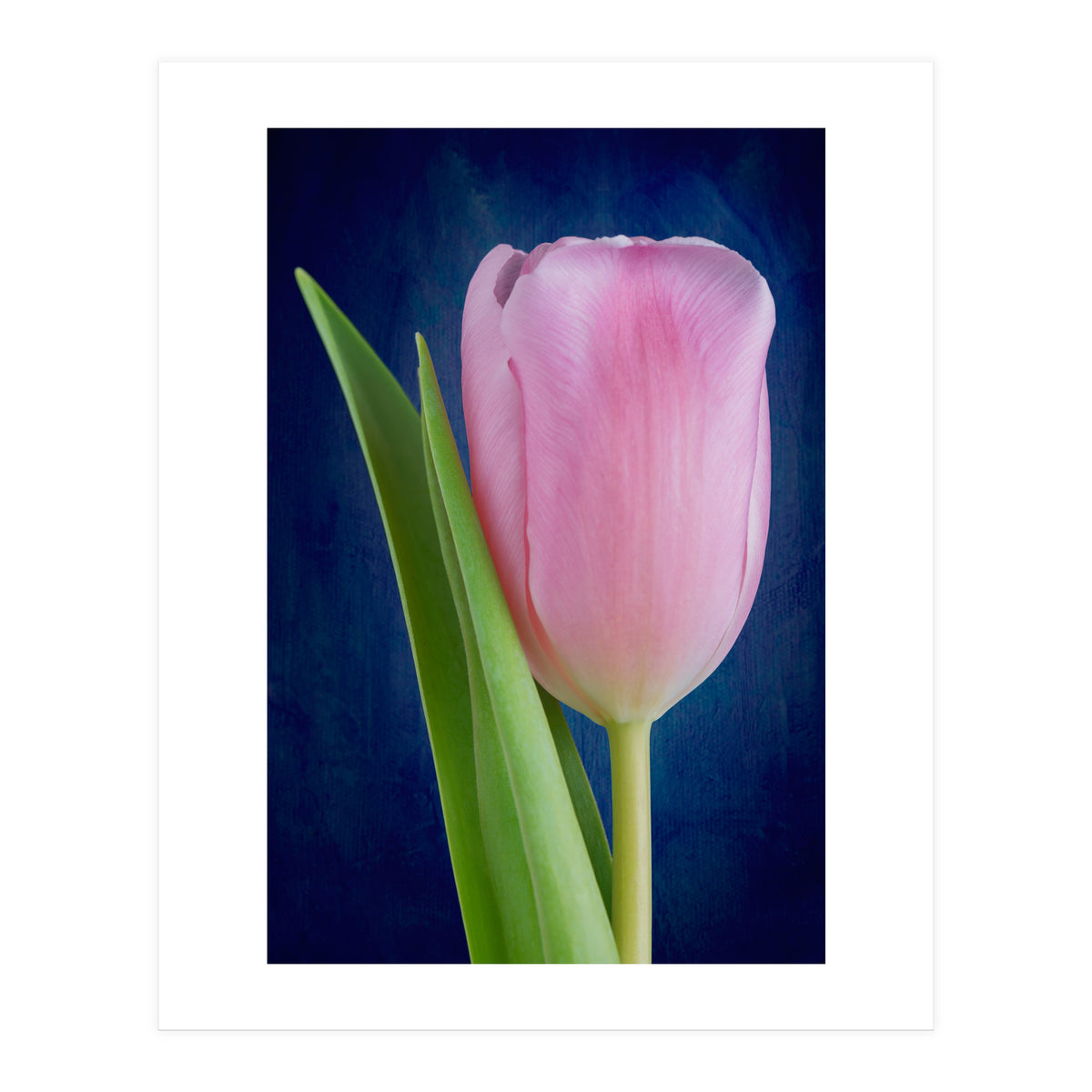 Tulip (Print Only)